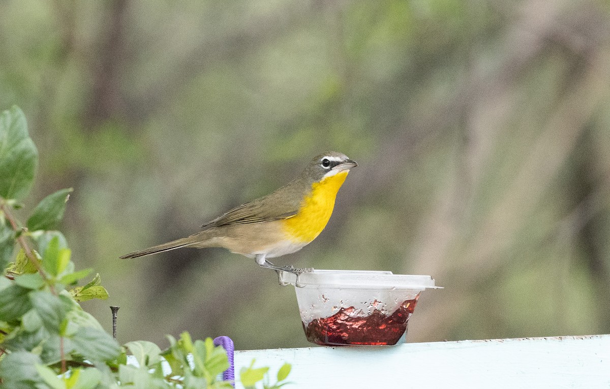 Yellow-breasted Chat - ML642671673