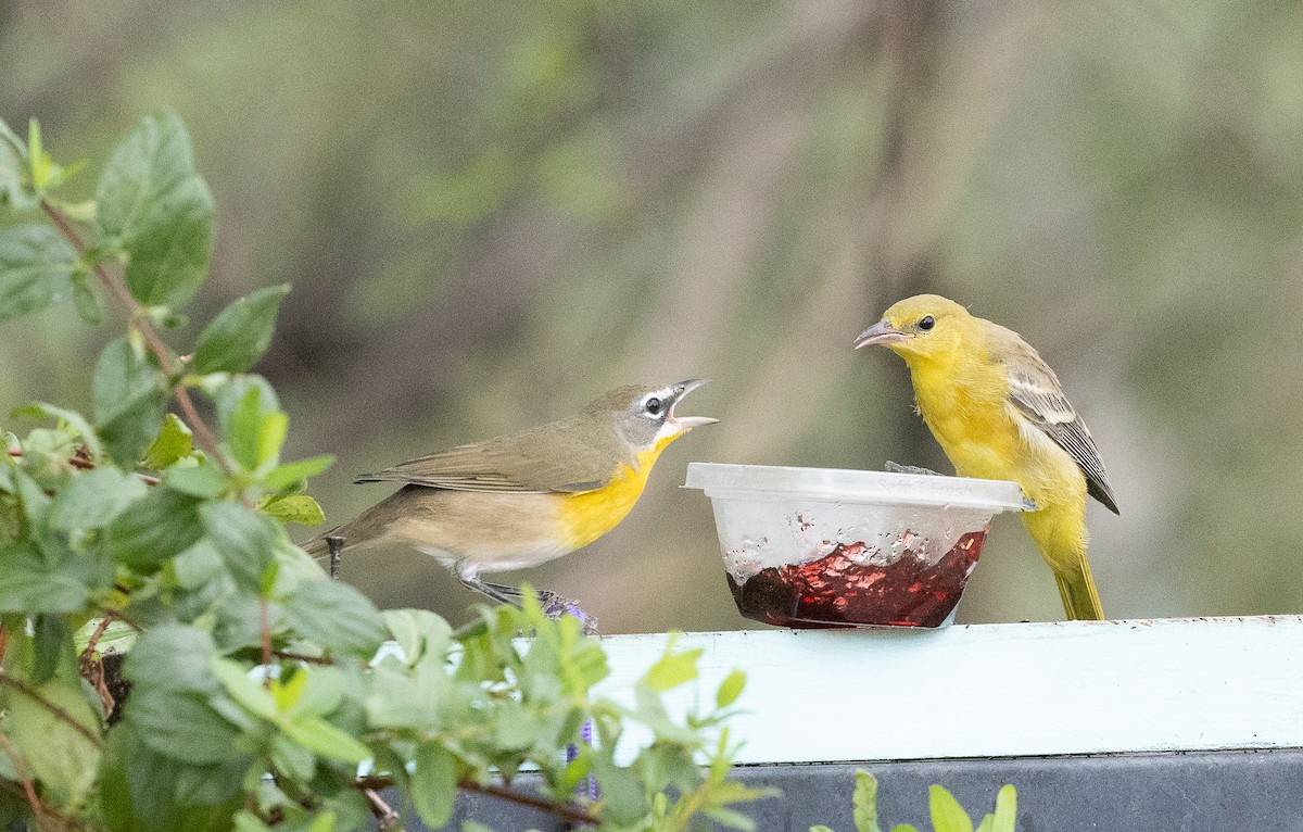 Yellow-breasted Chat - ML642671675