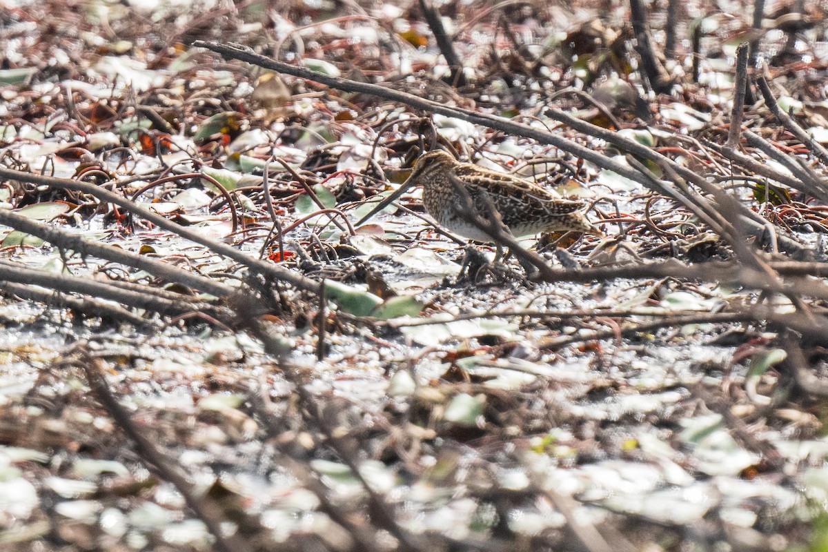 Wilson's Snipe - ML642671680