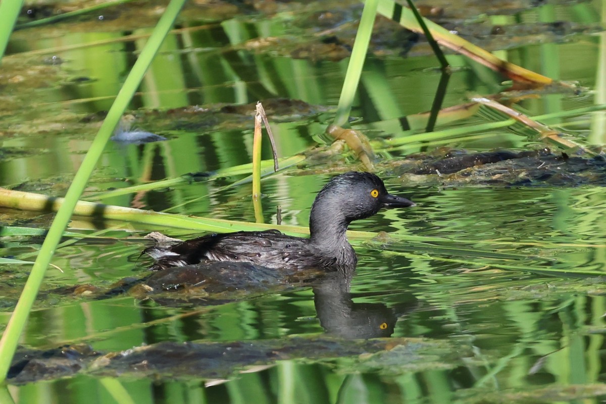 Least Grebe - ML642671684