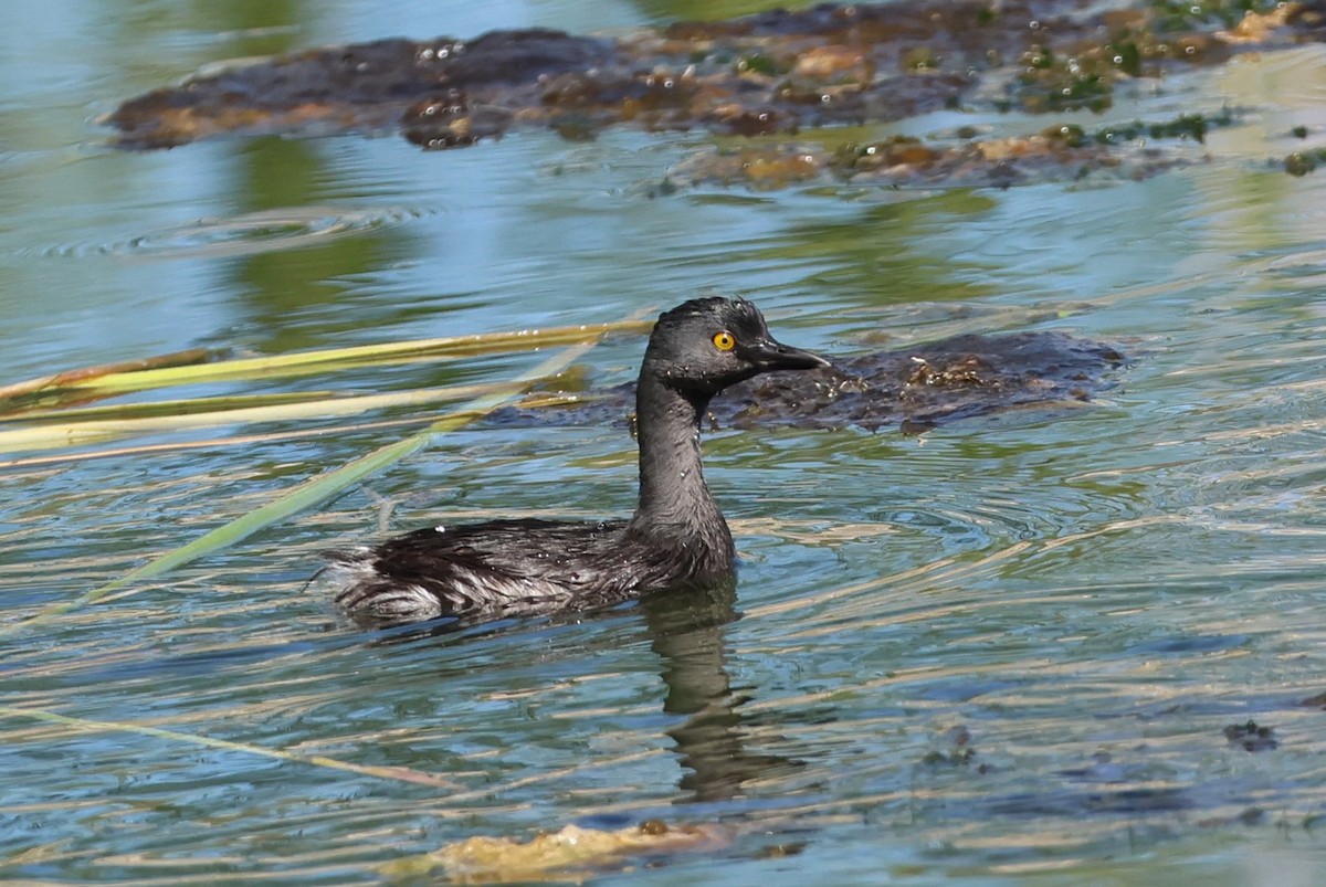 Least Grebe - ML642671685