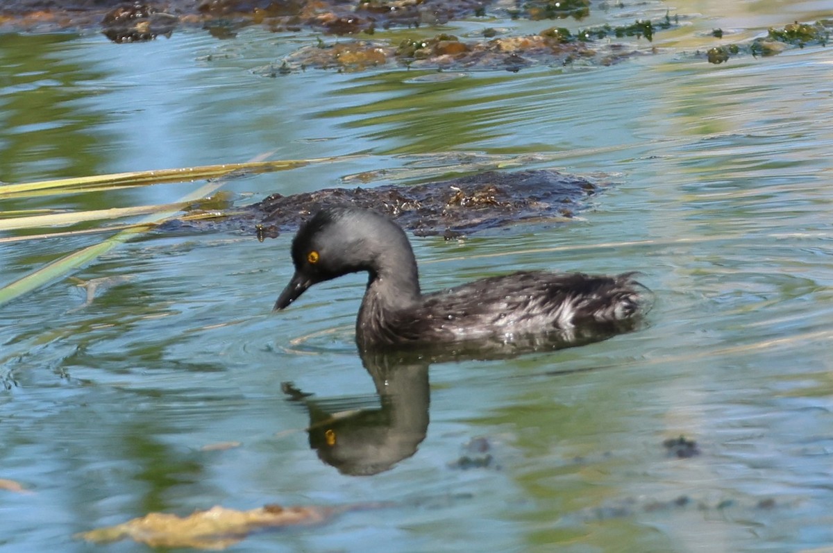 Least Grebe - ML642671686