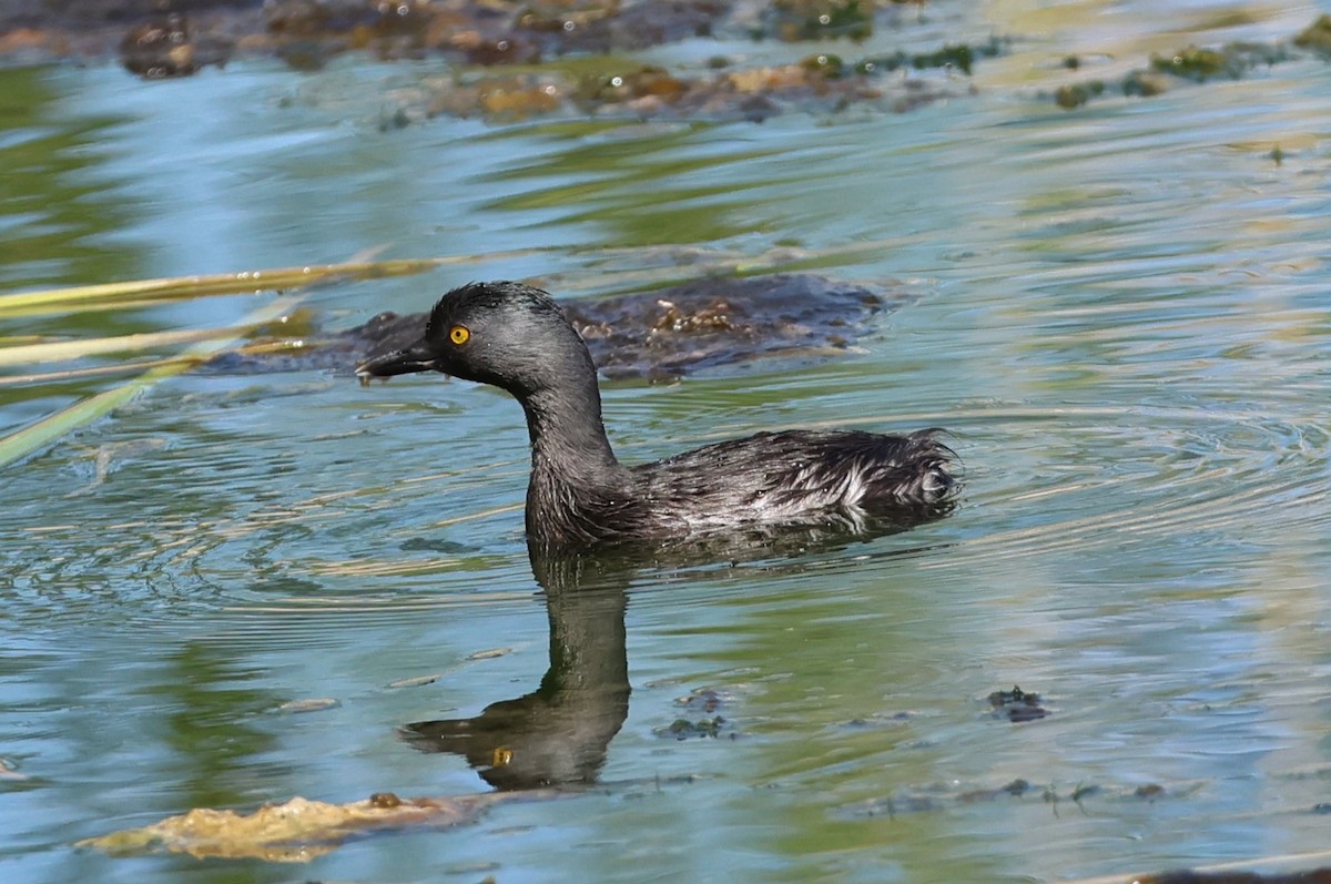 Least Grebe - ML642671687