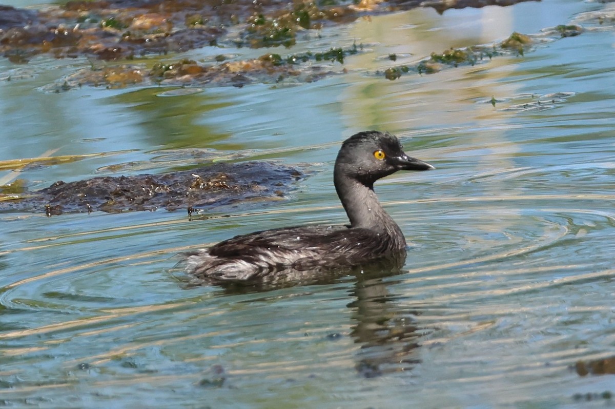 Least Grebe - ML642671688