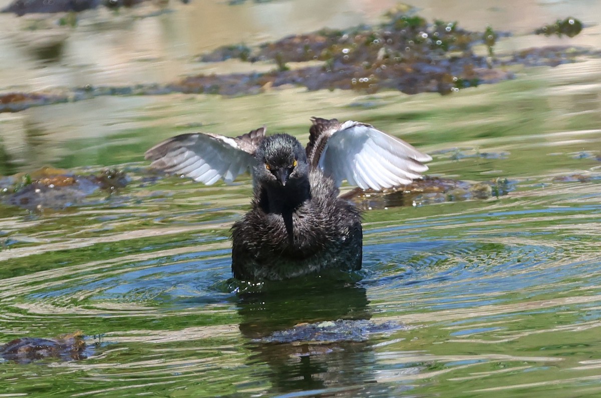 Least Grebe - ML642671691