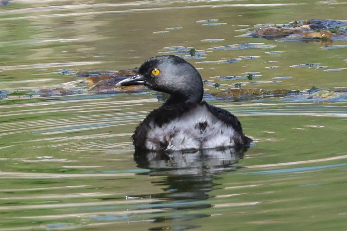 Least Grebe - ML642671692