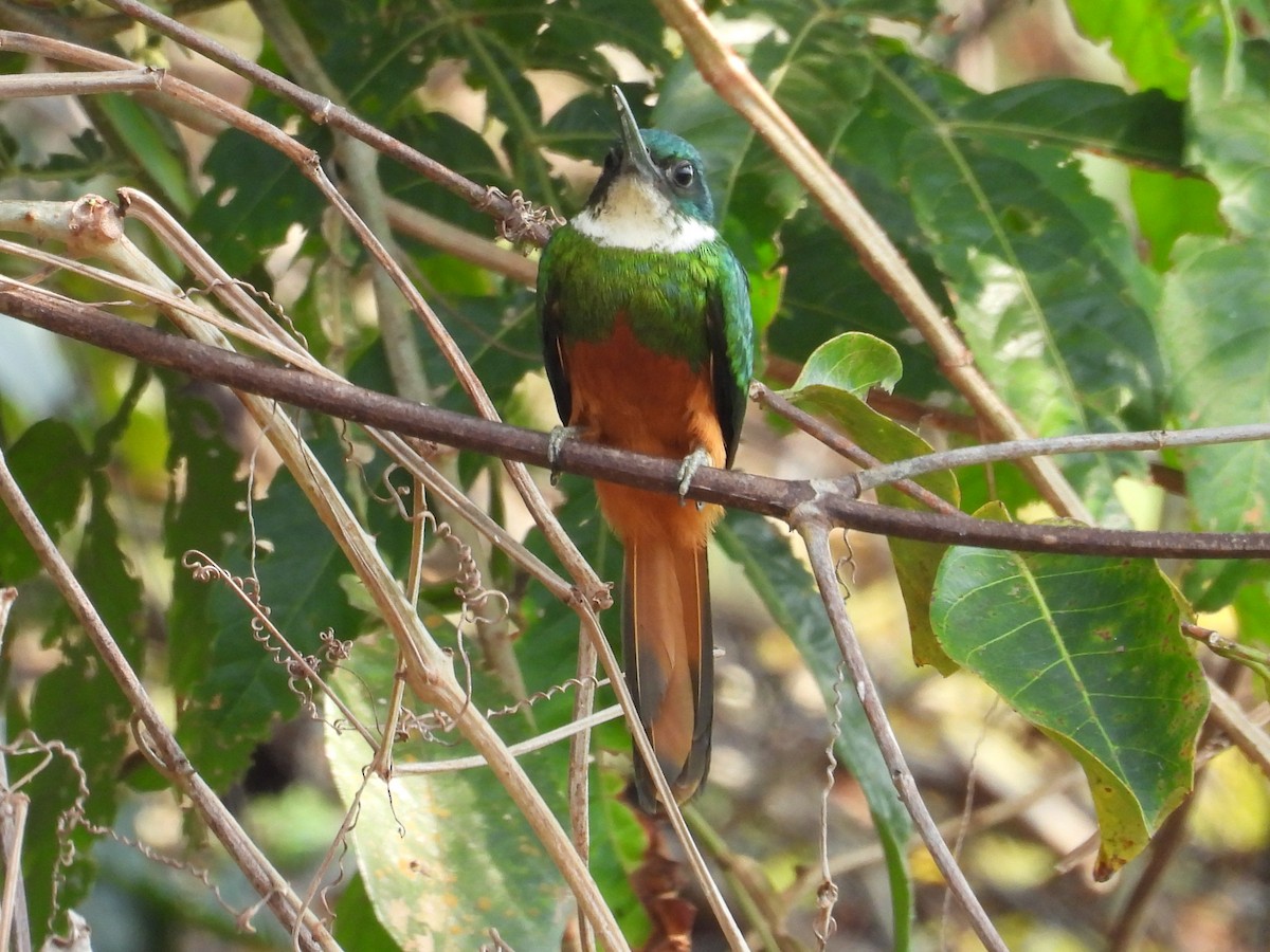 Rufous-tailed Jacamar - ML642671695
