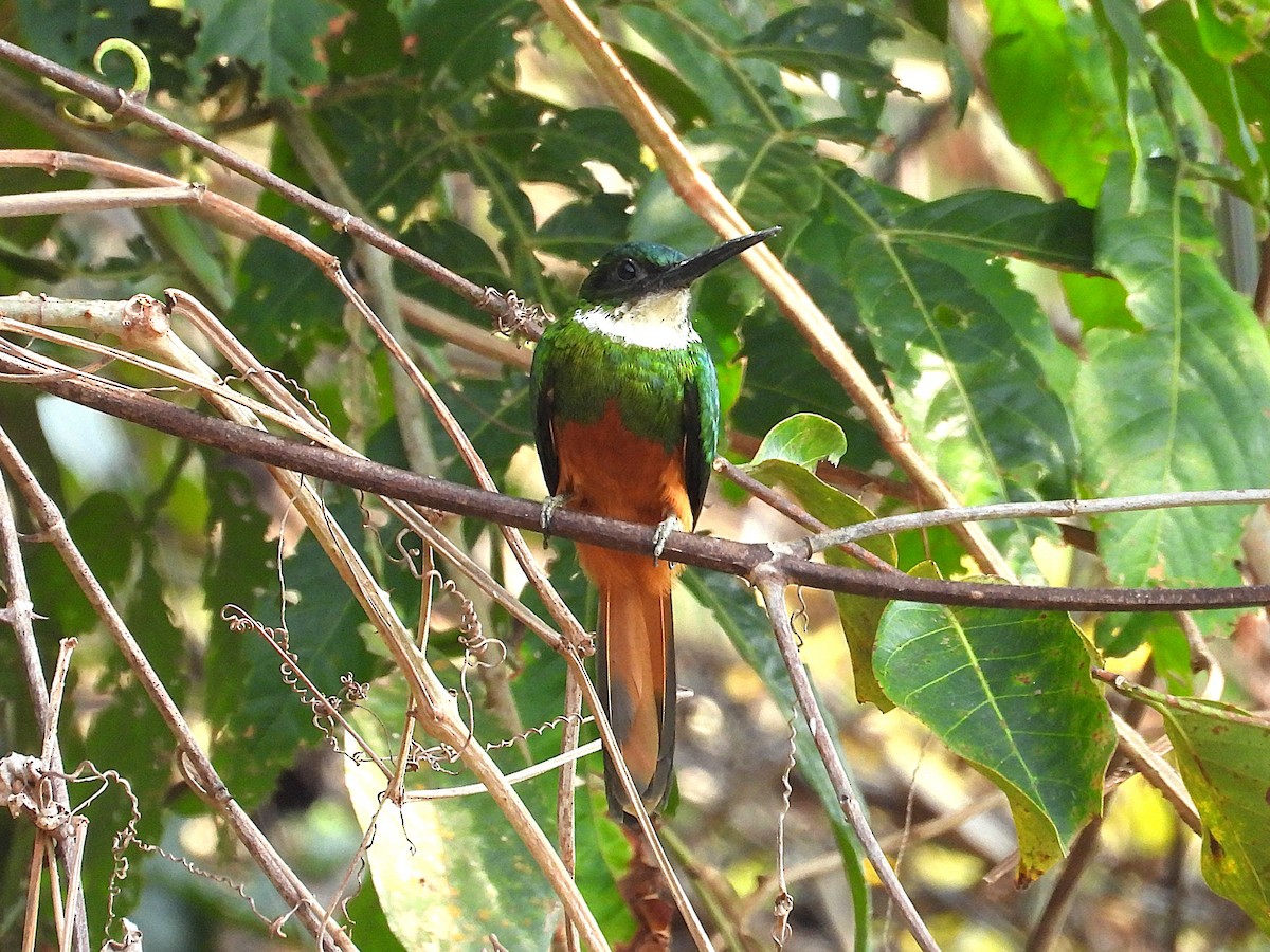 Rufous-tailed Jacamar - ML642671696
