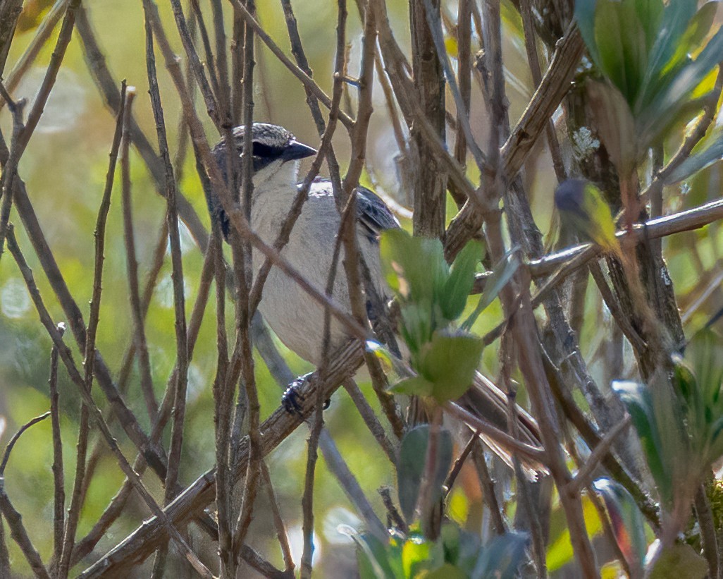 Long-tailed Reed Finch - ML642671708