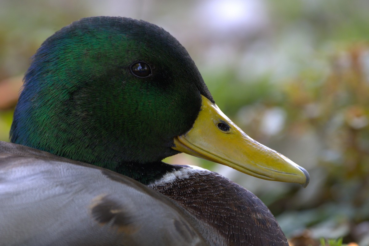 Mallard - ML642671709