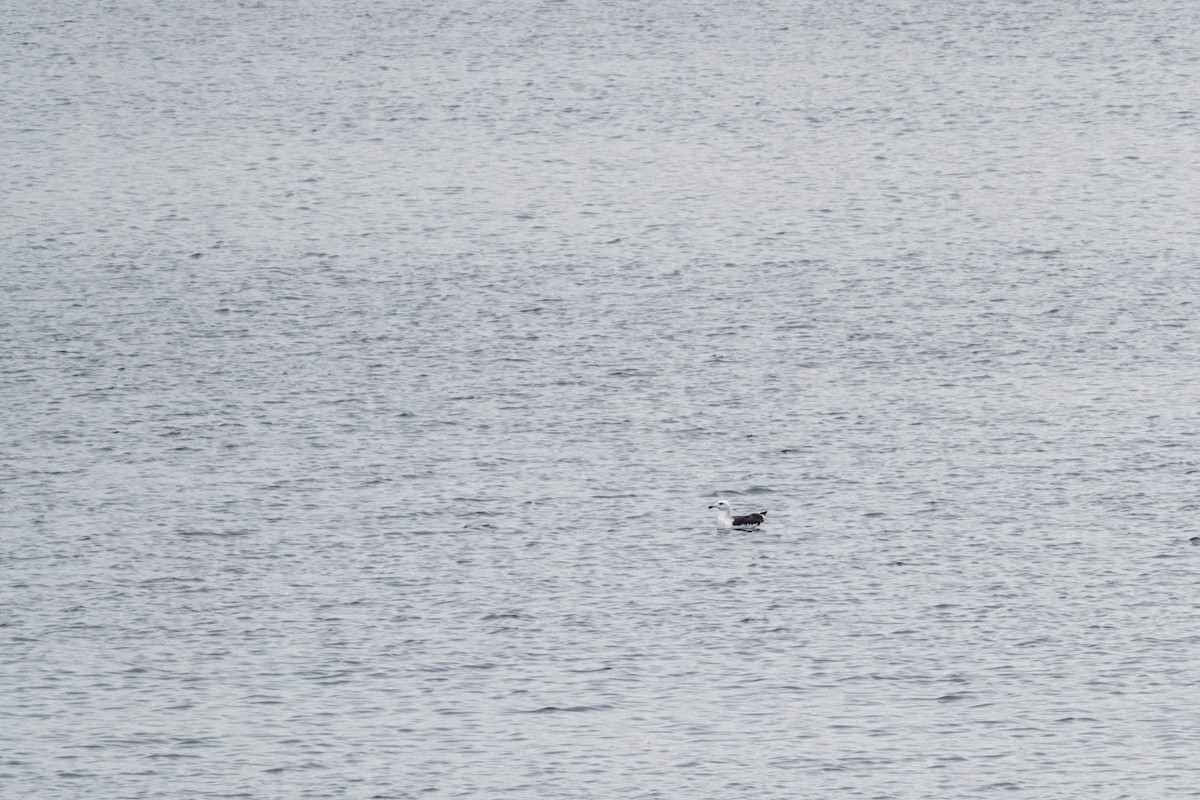 Great Black-backed Gull - ML642671719