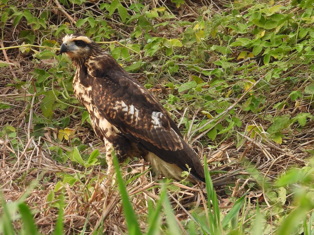 káně velká - ML642671733