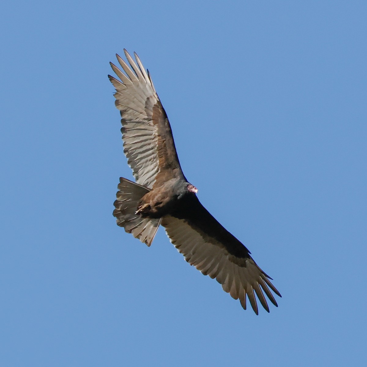 Turkey Vulture - ML642671739