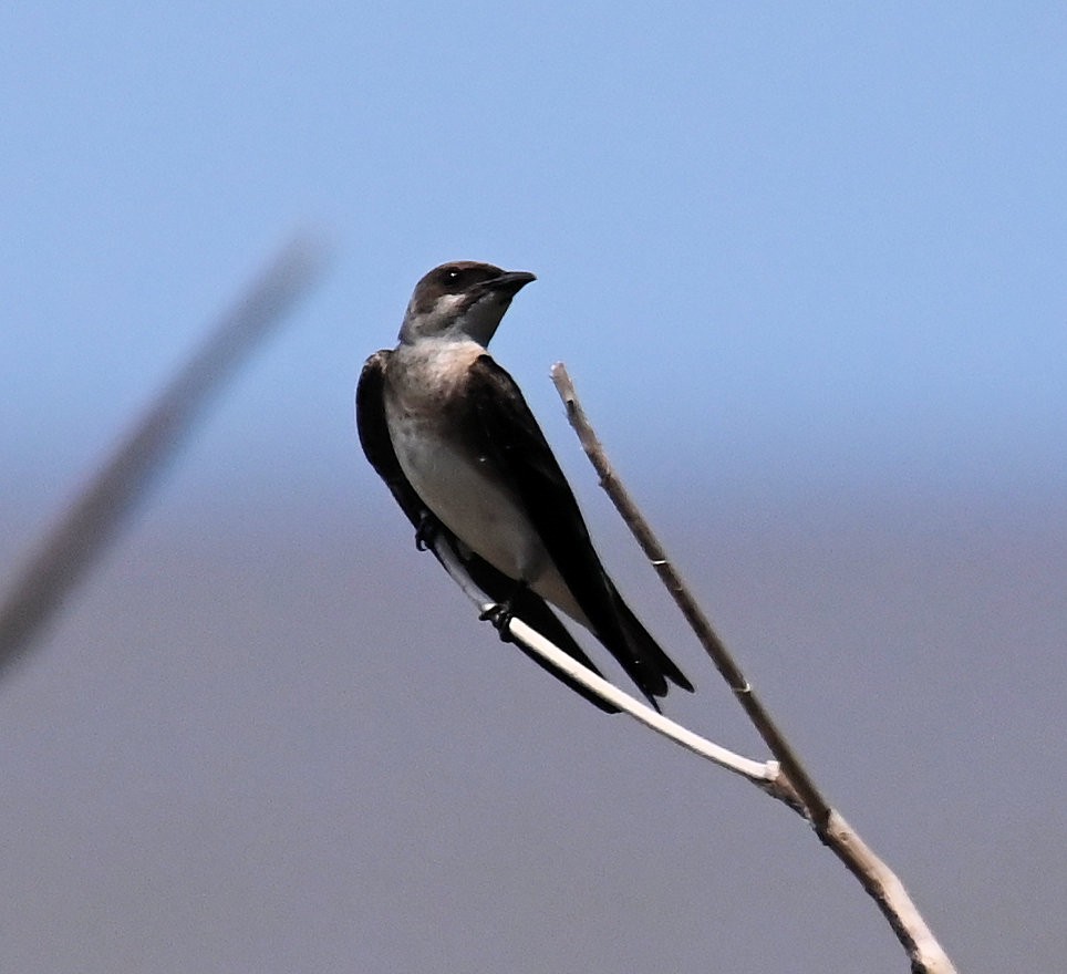 Brown-chested Martin - ML642671760