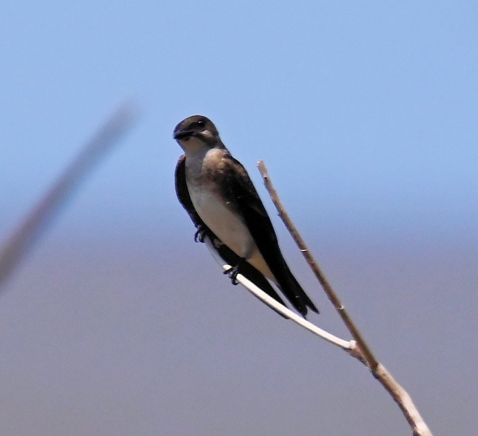 Brown-chested Martin - ML642671761