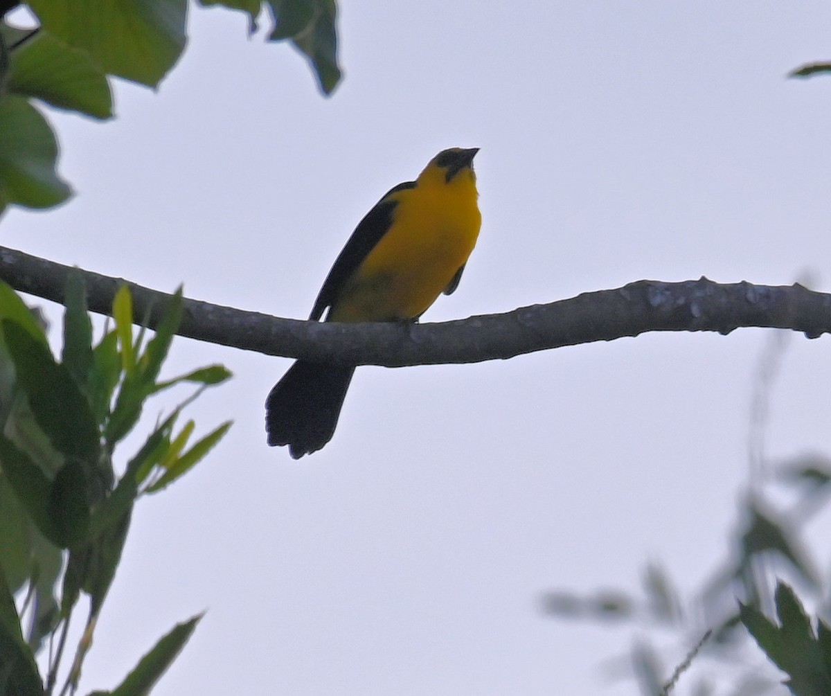 Oriole Blackbird - ML642671777