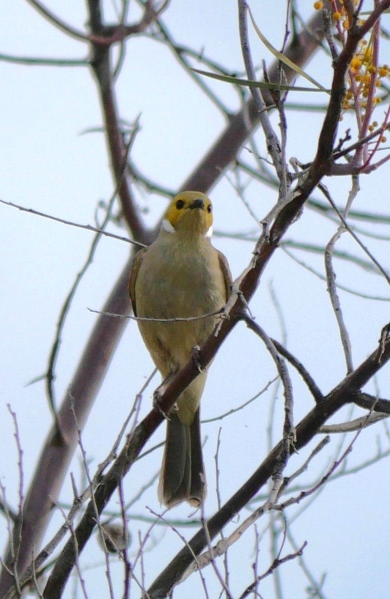 White-plumed Honeyeater - ML642671778