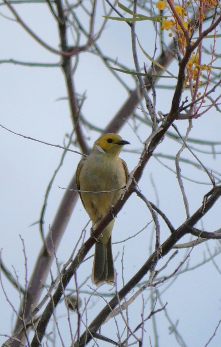 White-plumed Honeyeater - ML642671779