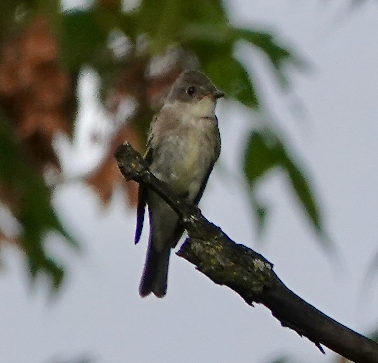 tyranovec východní - ML642671781