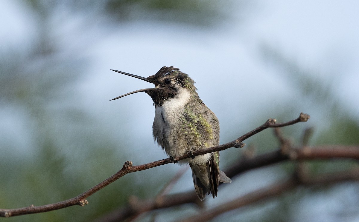 Costa's Hummingbird - ML642671797