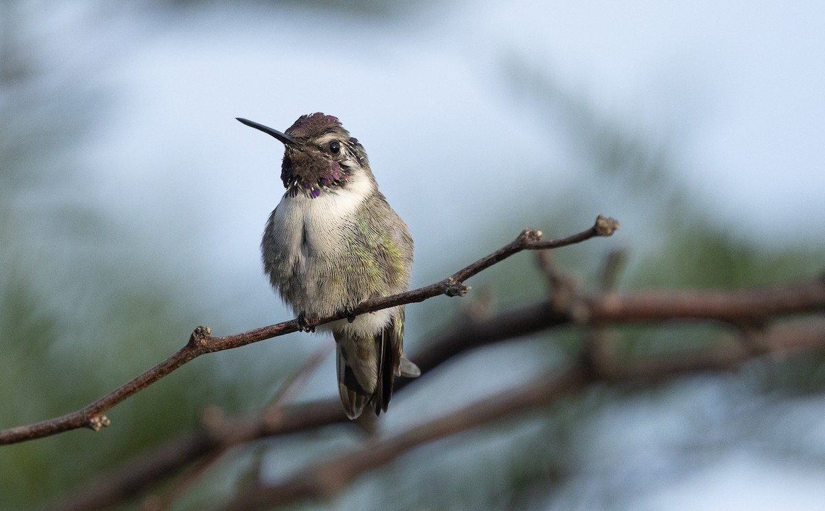 Costa's Hummingbird - ML642671798