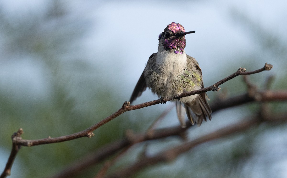 Costa's Hummingbird - ML642671801