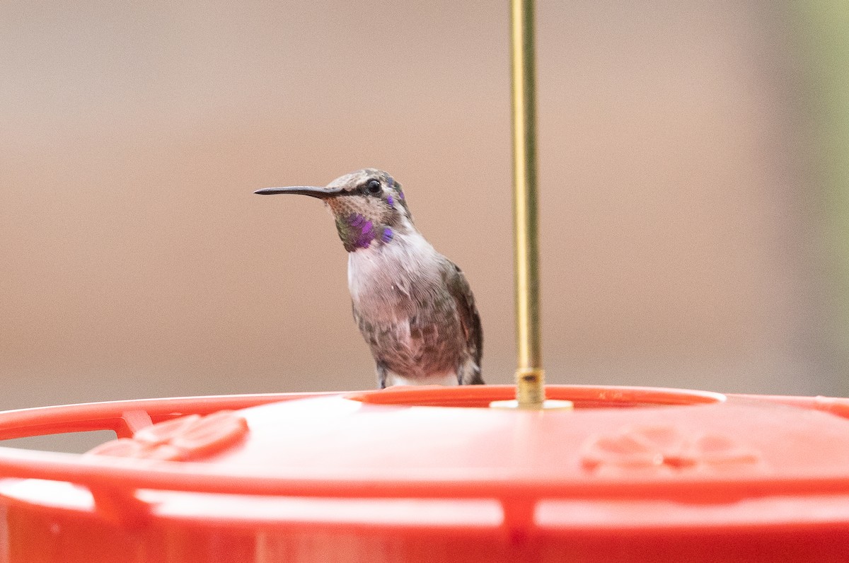 Costa's Hummingbird - ML642671805