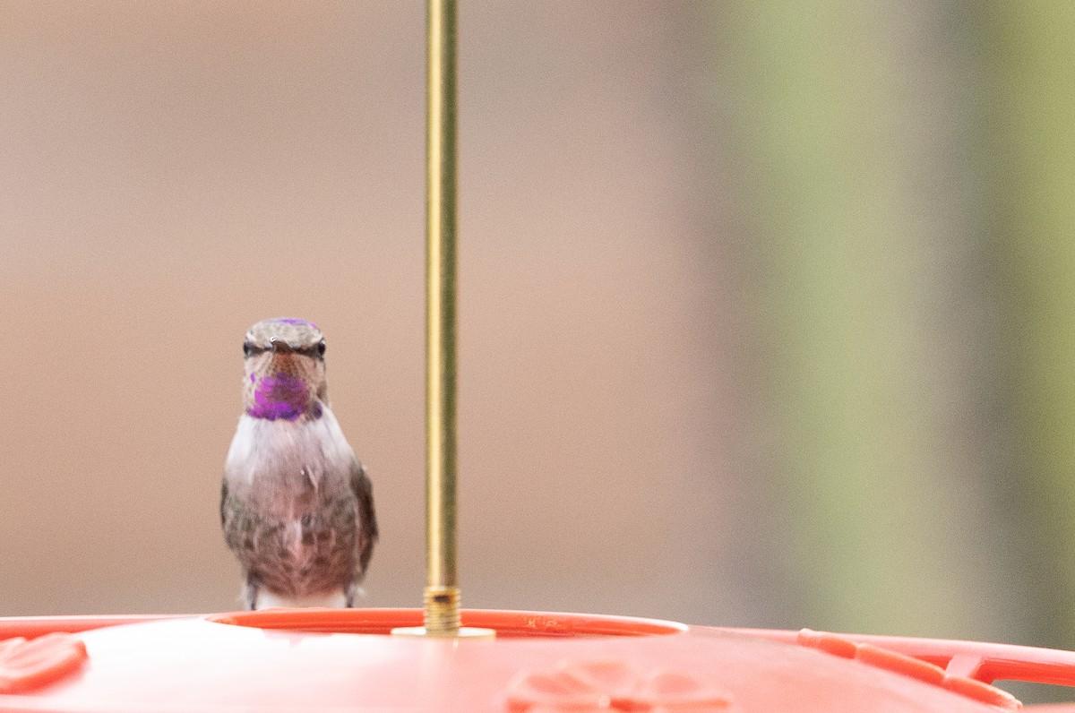Costa's Hummingbird - ML642671809