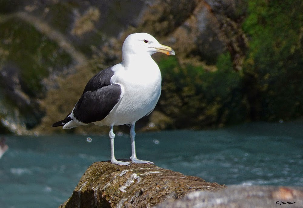 Kelp Gull - ML642671811