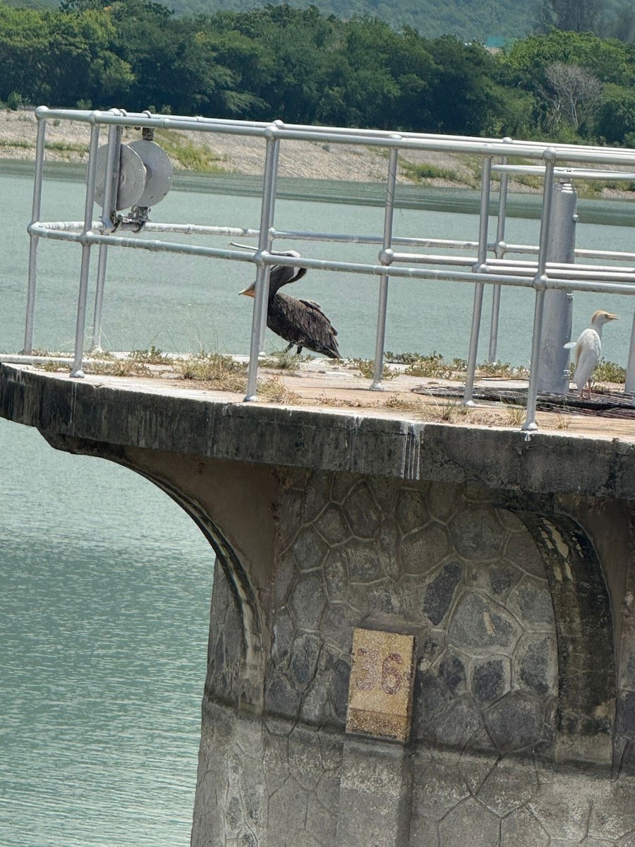 Brown Pelican - ML642671812
