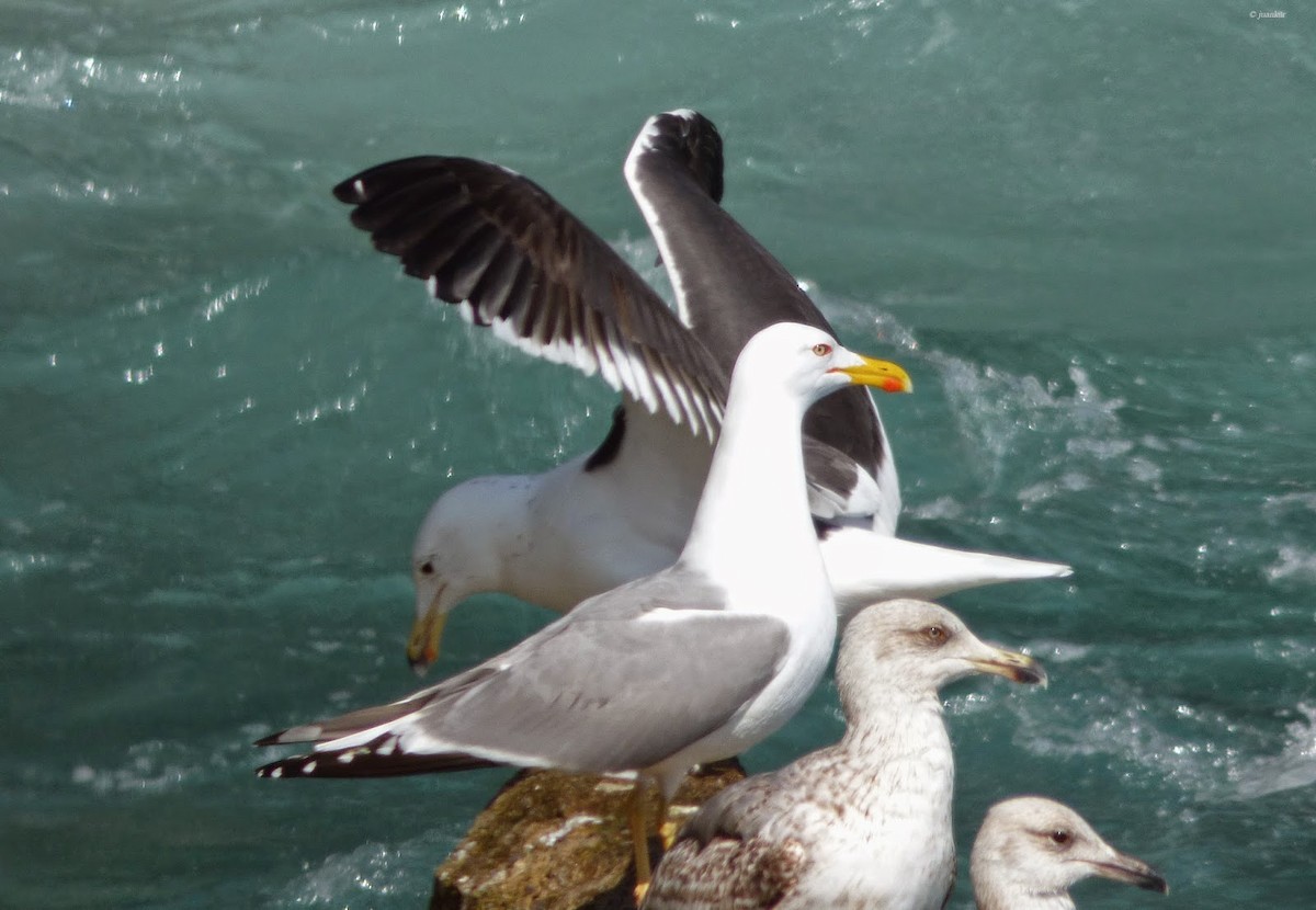 Kelp Gull - ML642671813