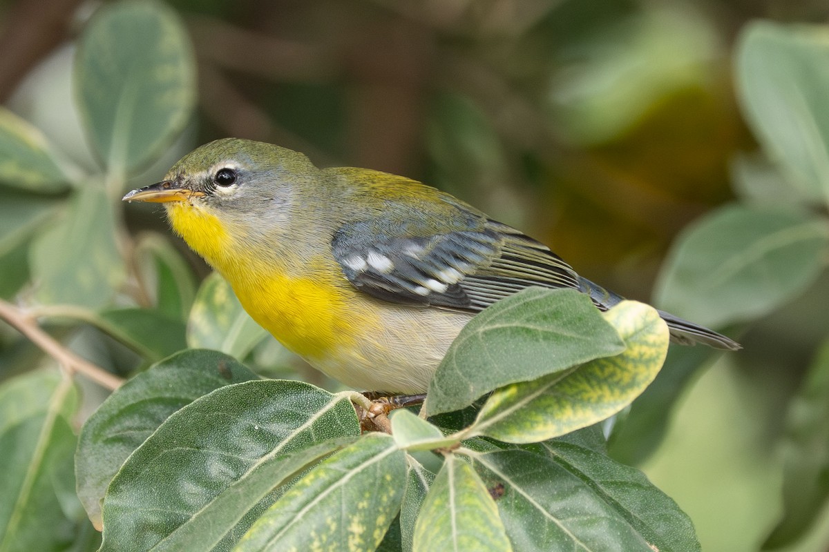 Northern Parula - ML642671818