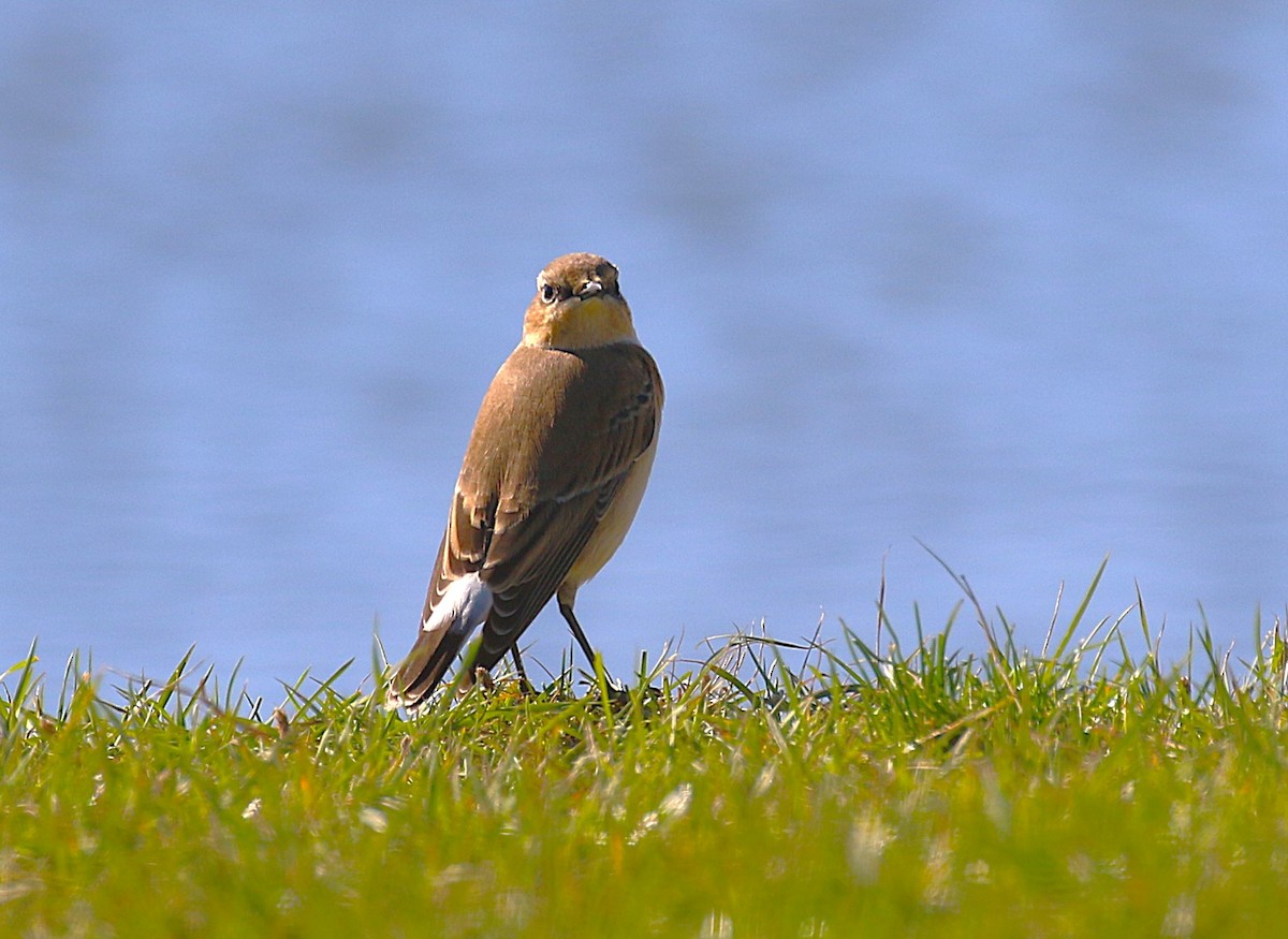 ハシグロヒタキ（oenanthe／libanotica） - ML642671821