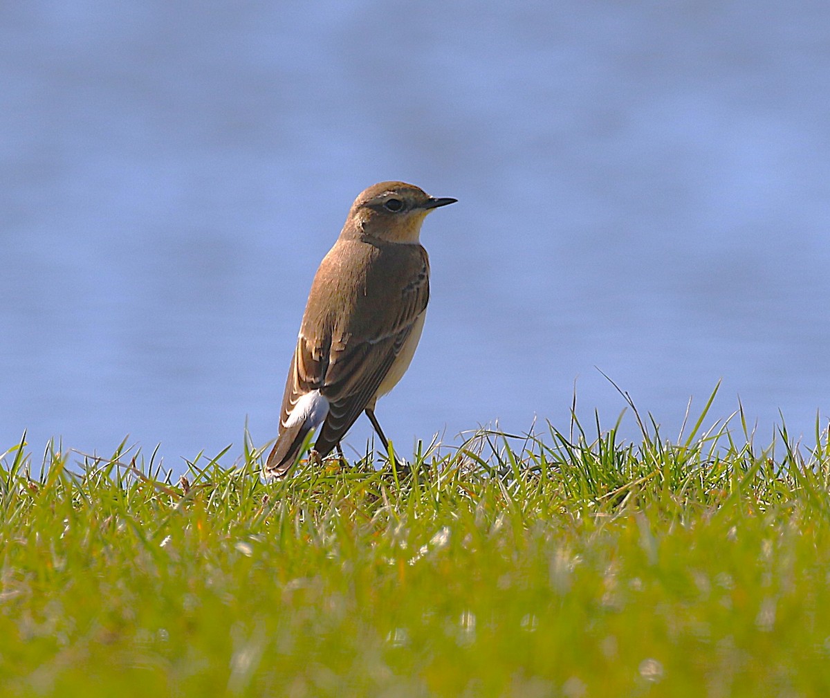 ハシグロヒタキ（oenanthe／libanotica） - ML642671822