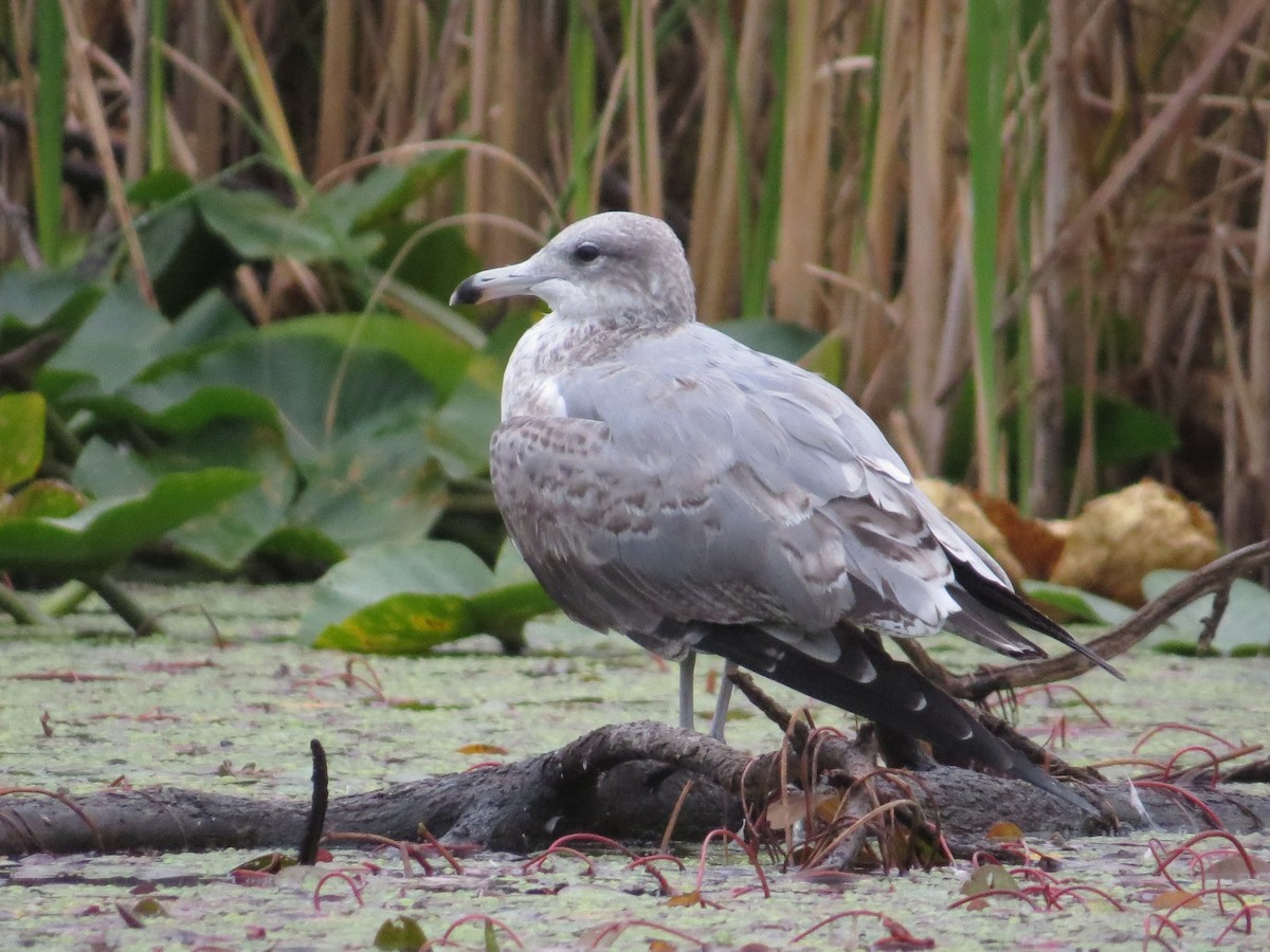 California Gull - ML642671842