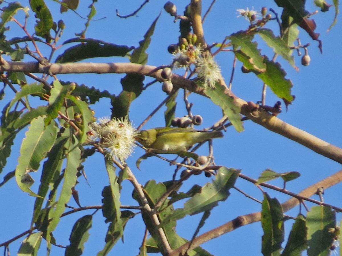 Tennessee Warbler - ML642671843