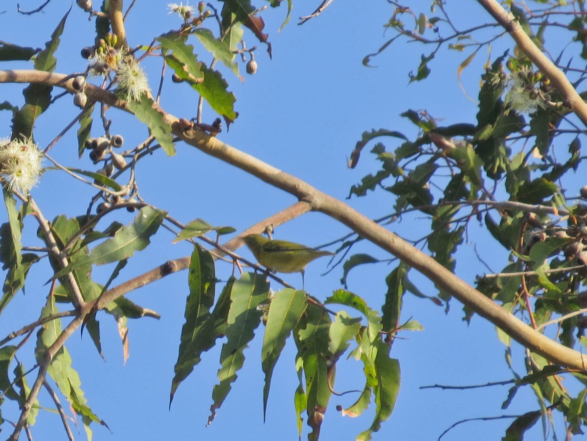 Tennessee Warbler - ML642671844