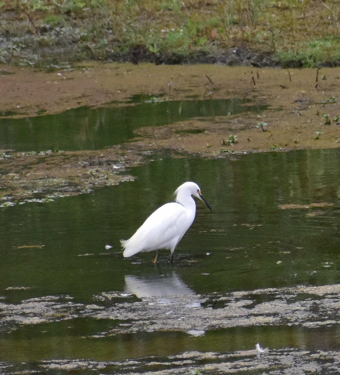 Snowy Egret - ML642671847