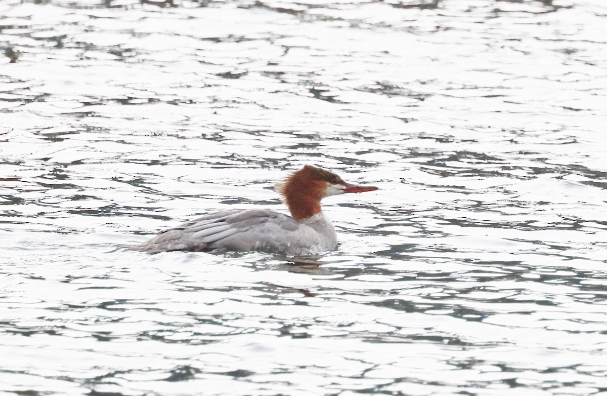 Common Merganser - ML642671852