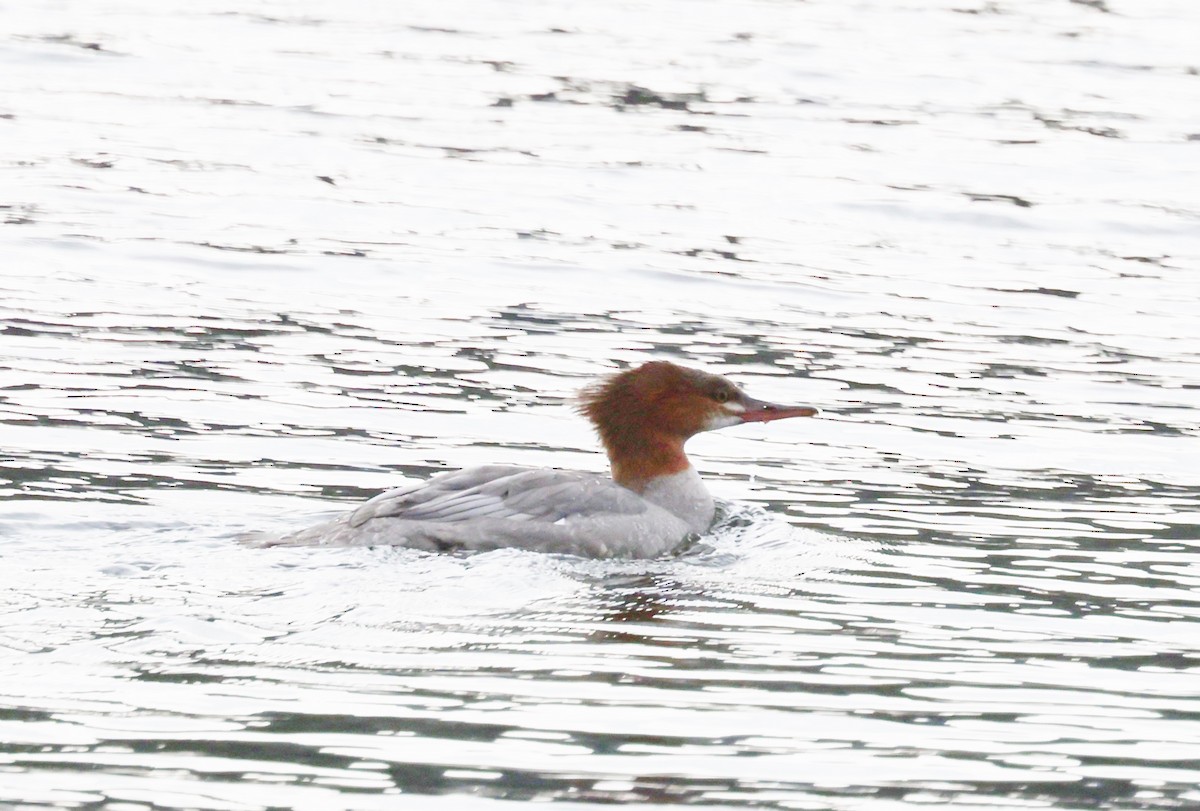 Common Merganser - ML642671853