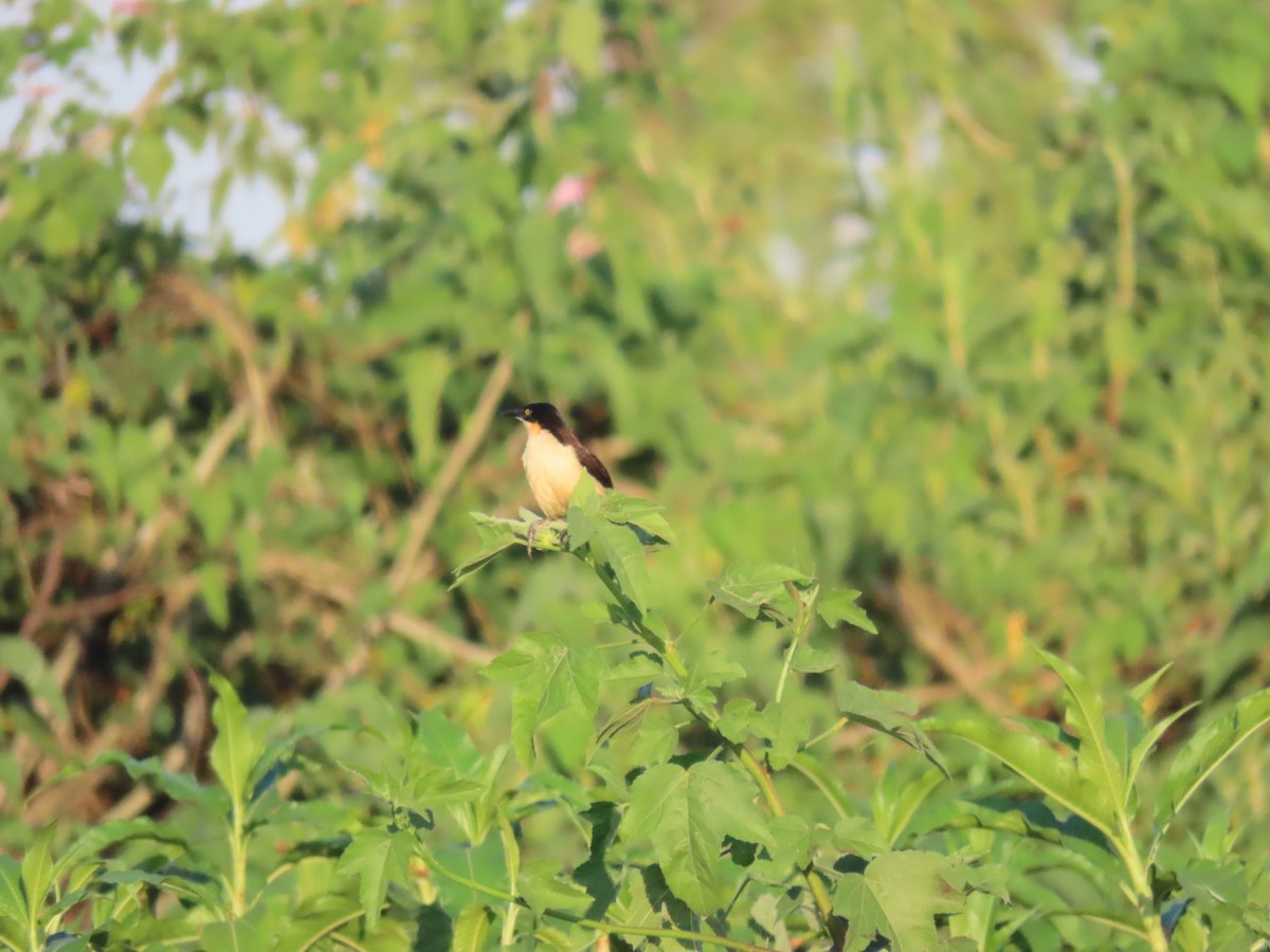 Black-capped Donacobius - ML642671875
