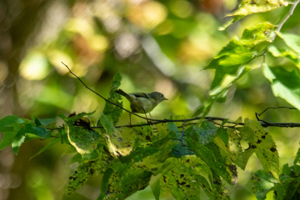 Ruby-crowned Kinglet - ML642671882