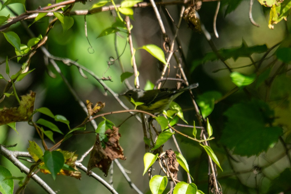 Magnolia Warbler - ML642671883