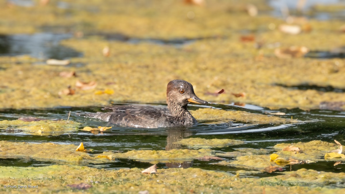 Hooded Merganser - ML642671884