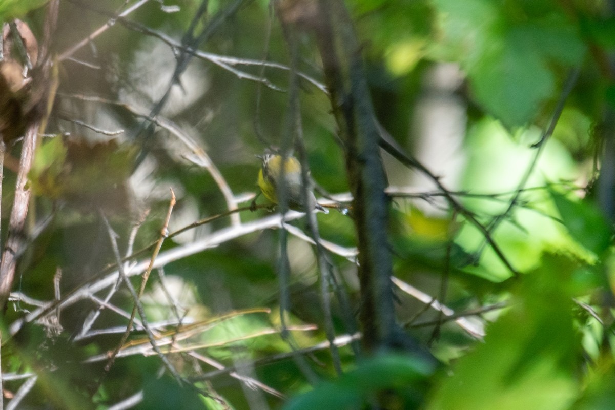 Magnolia Warbler - ML642671885