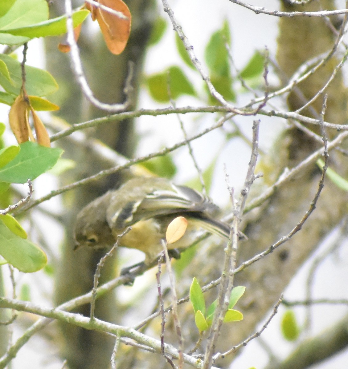 Hutton's Vireo - ML642671887