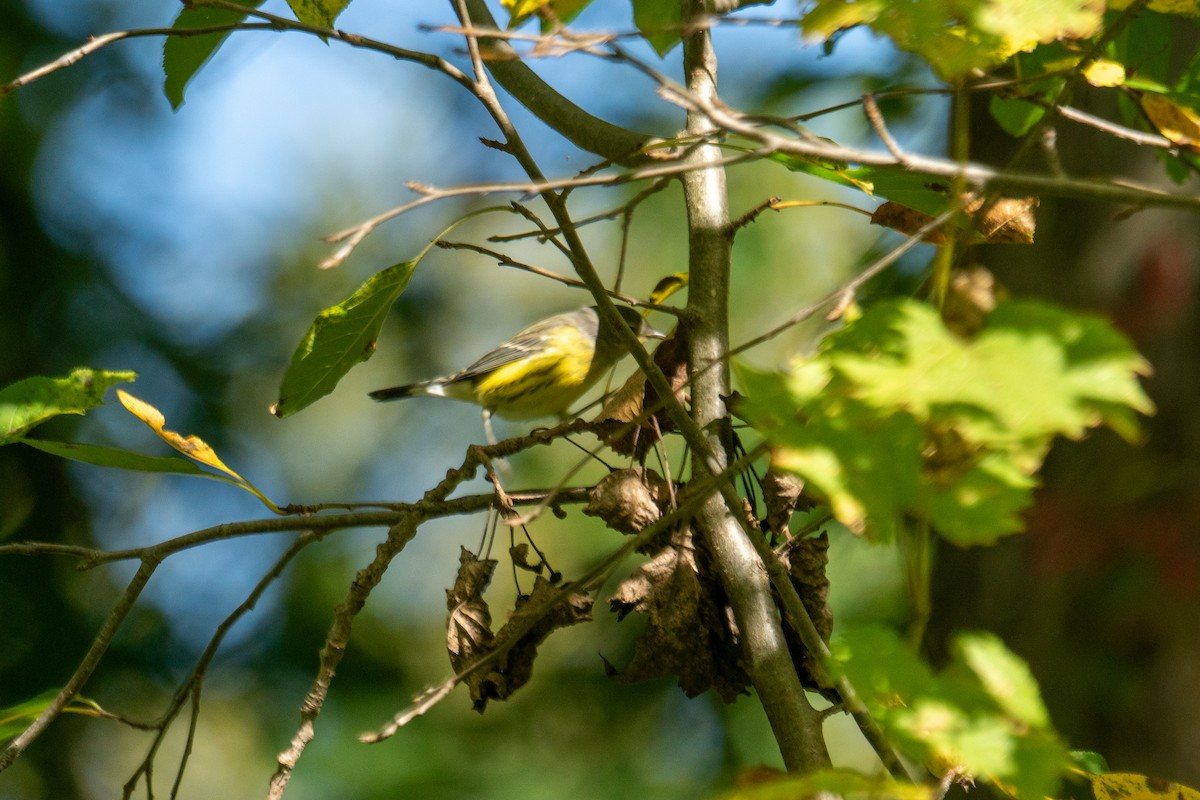 Magnolia Warbler - ML642671889