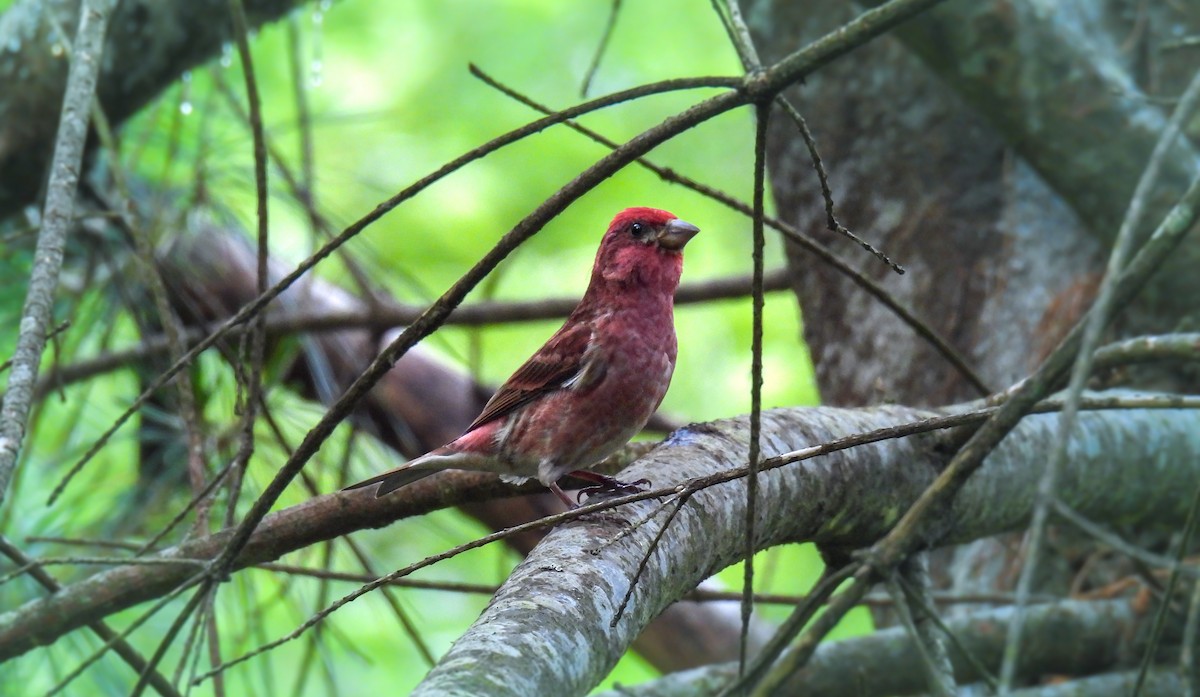 Purple Finch - ML642671891