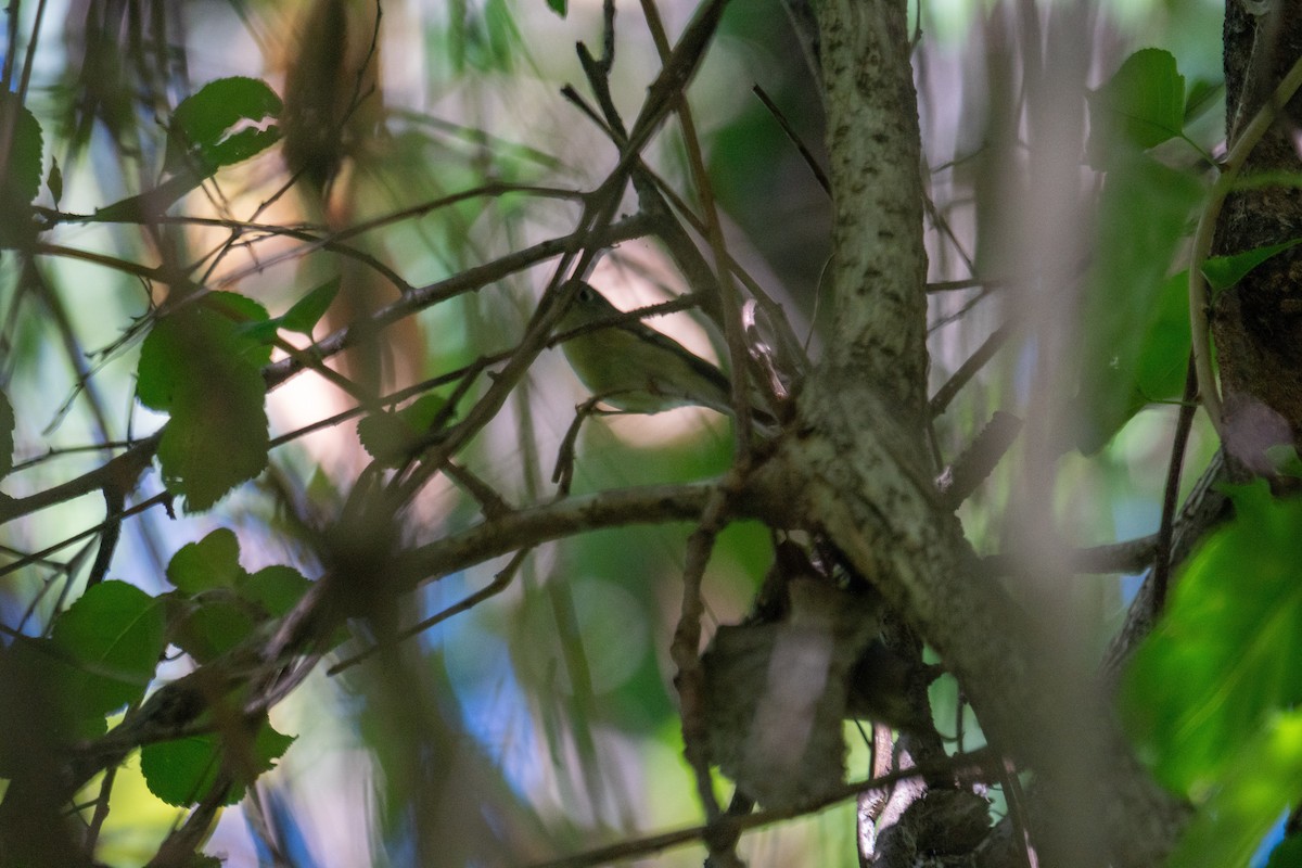 Ruby-crowned Kinglet - ML642671893