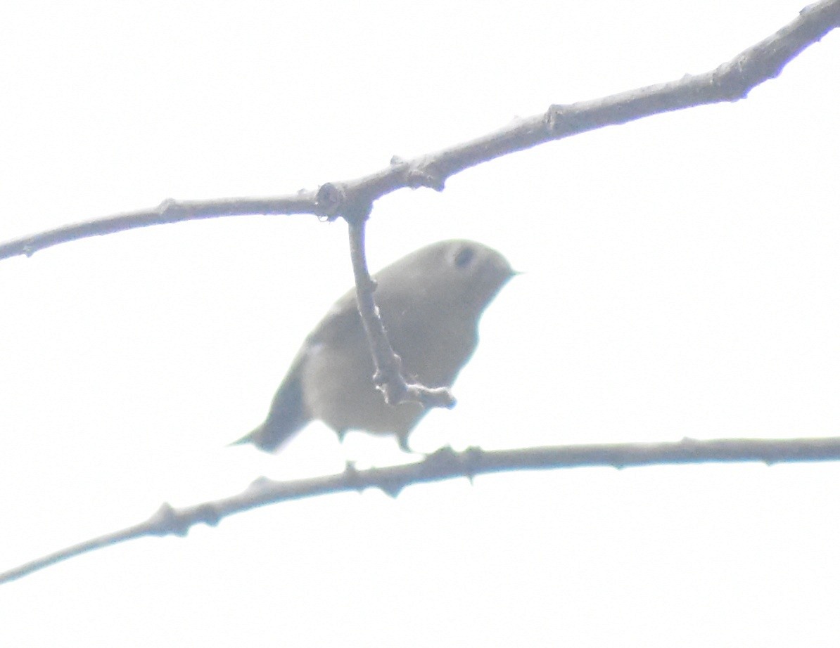 Ruby-crowned Kinglet - ML642671894